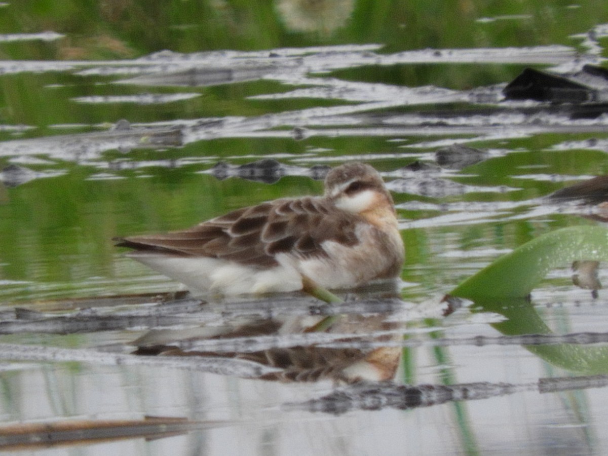 Wilson's Phalarope - ML583909041