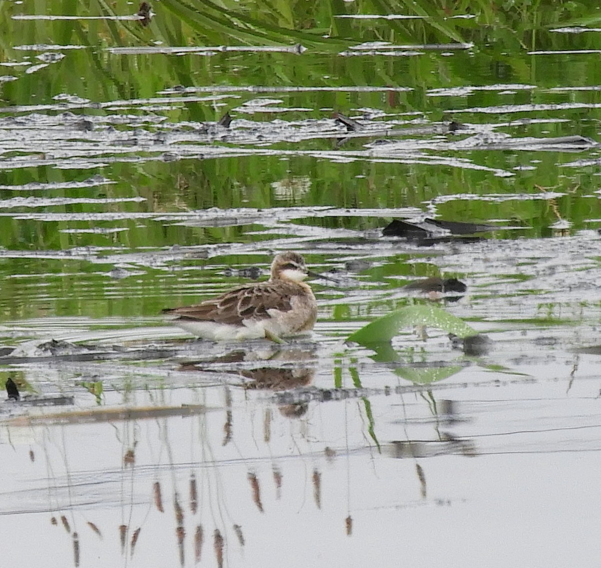 hvithalesvømmesnipe - ML583909161