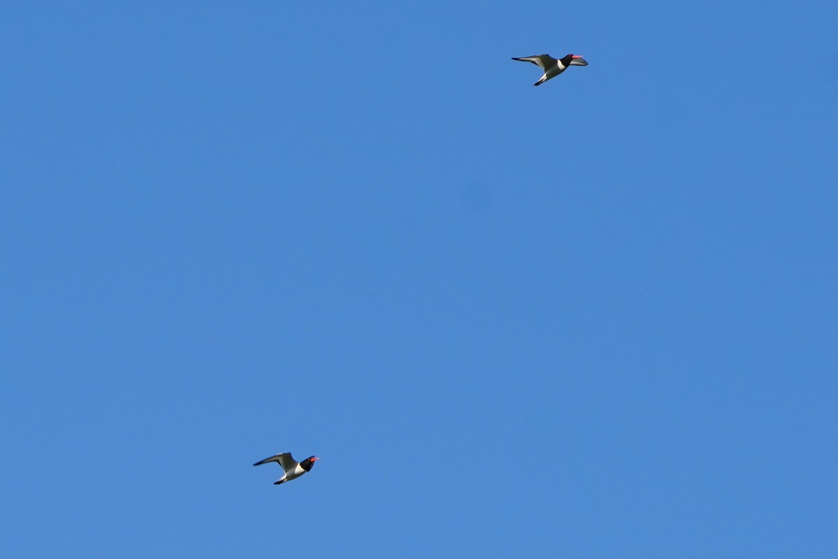 Eurasian Oystercatcher - ML583909371