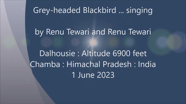 Gray-winged Blackbird - ML583909801