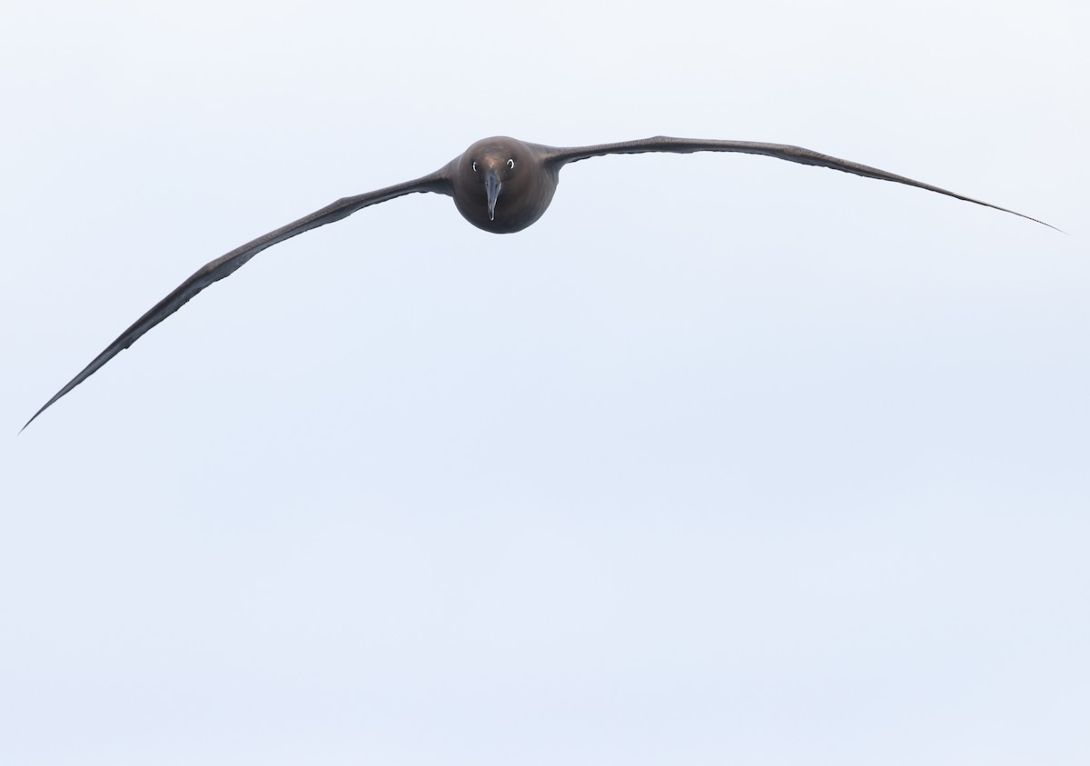 Sooty Albatross - ML583911231