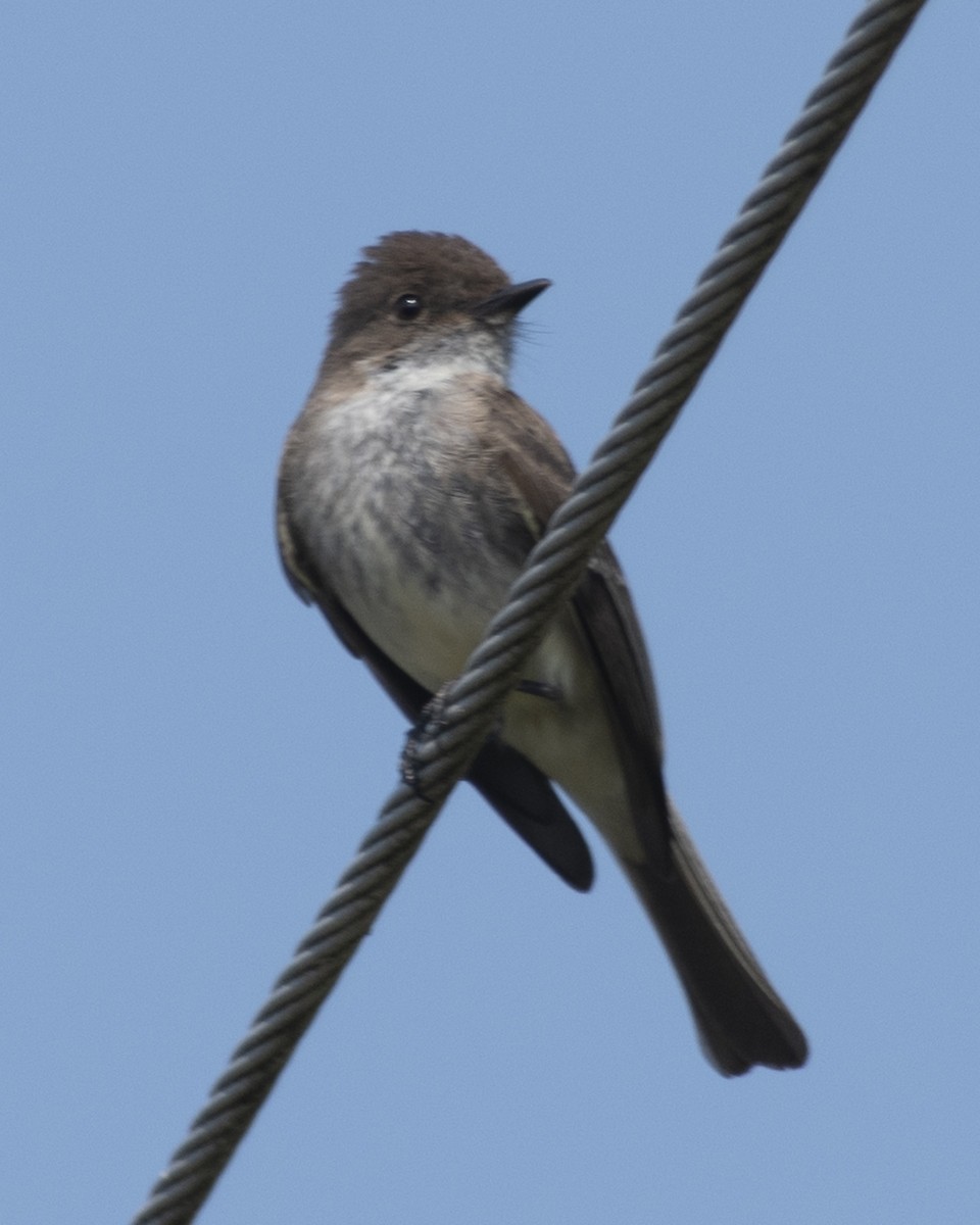 Eastern Phoebe - ML583911361