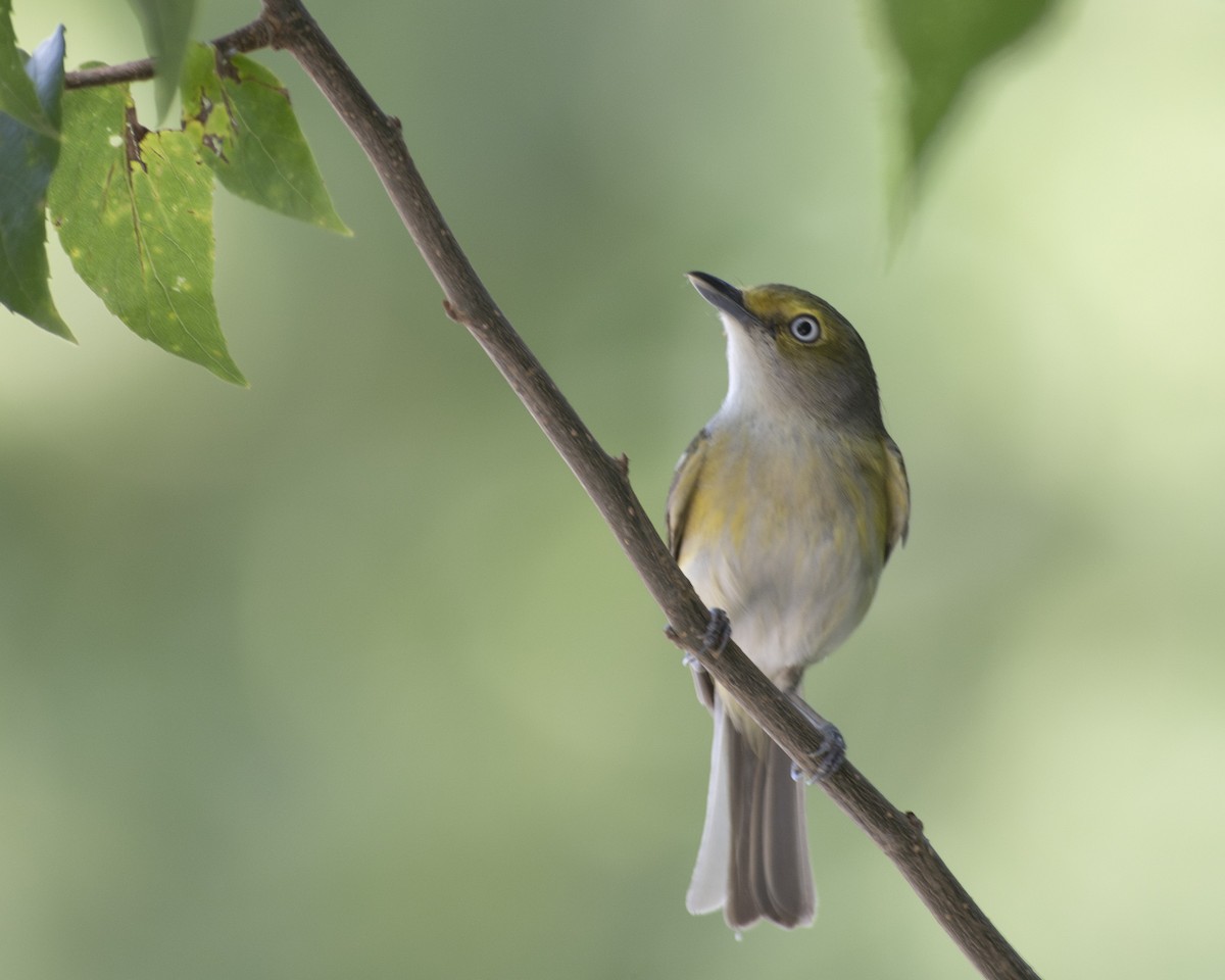White-eyed Vireo - ML583911591