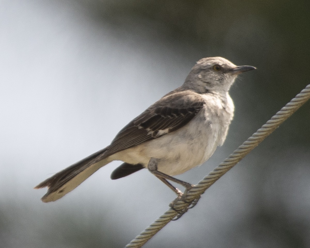 Northern Mockingbird - ML583911821