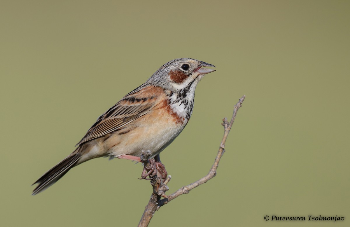 Chestnut-eared Bunting - Purevsuren Tsolmonjav