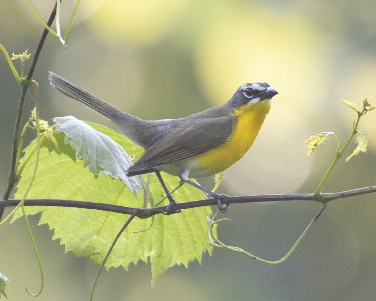 Yellow-breasted Chat - ML583912001