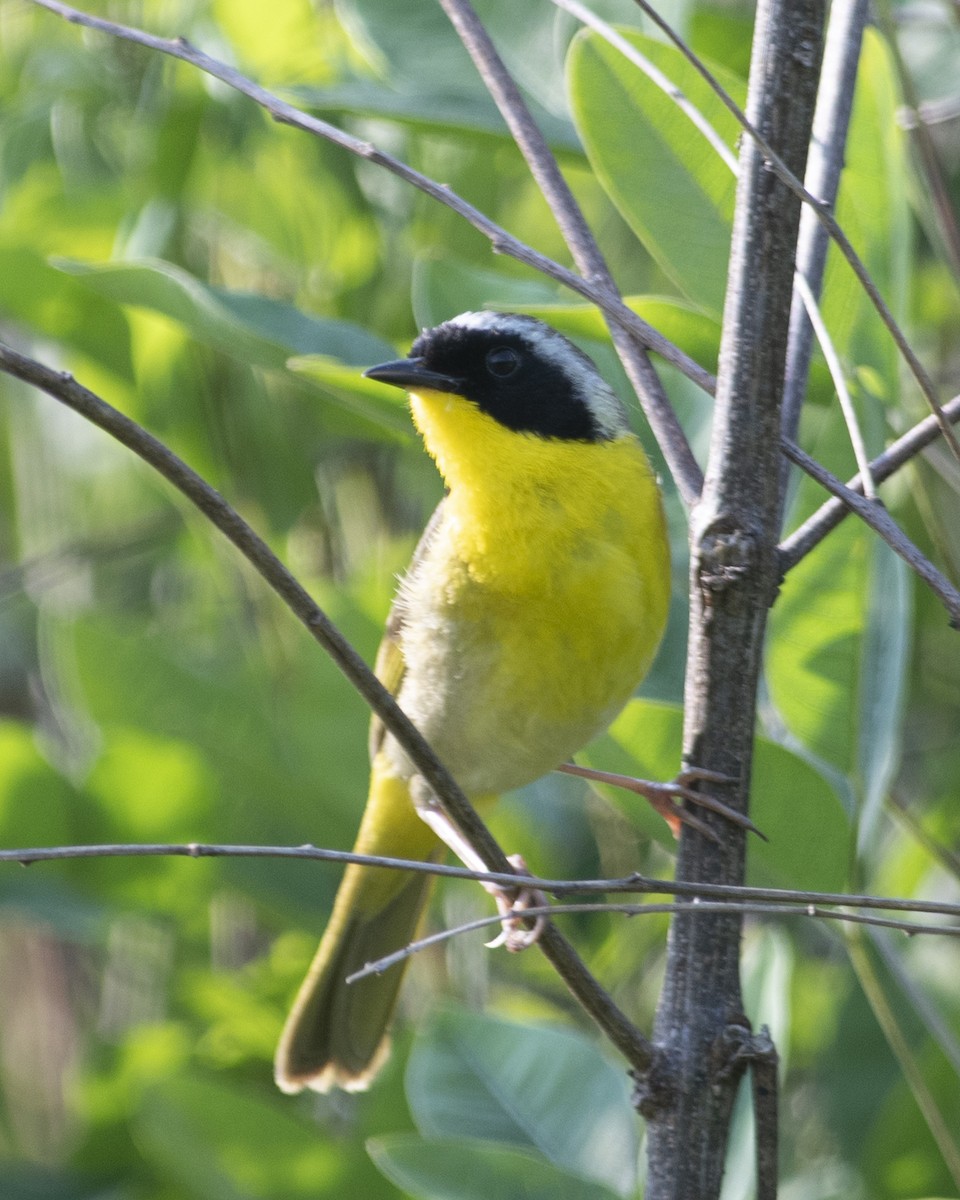 Common Yellowthroat - ML583912091