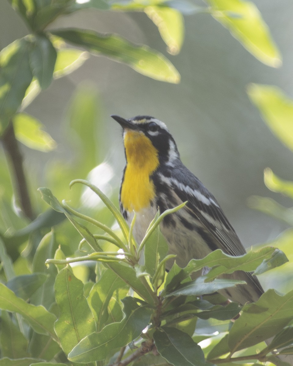 Yellow-throated Warbler - ML583912261