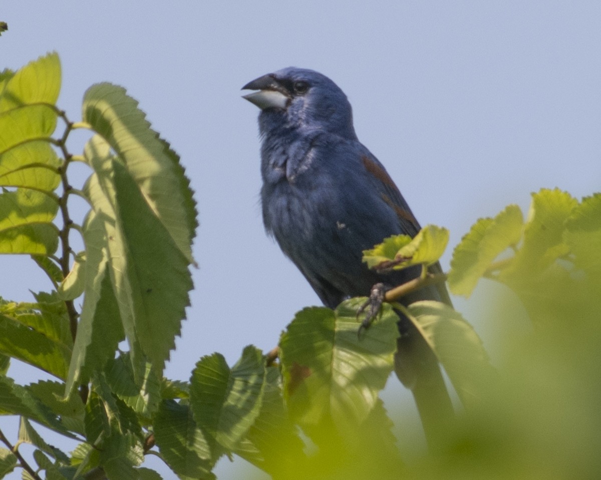 Blue Grosbeak - ML583912341