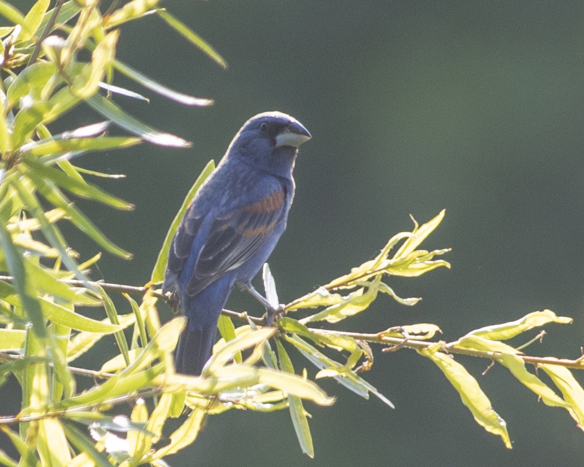 Blue Grosbeak - ML583912351