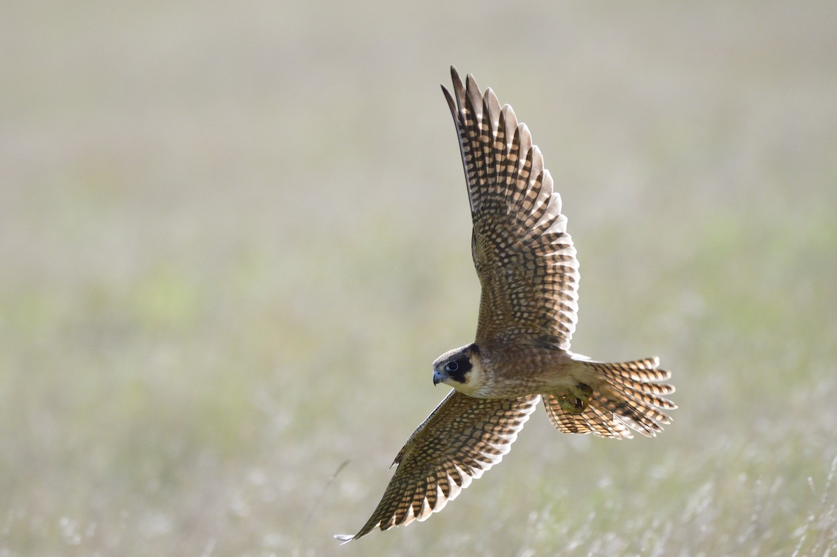 Australian Hobby - Ken Crawley