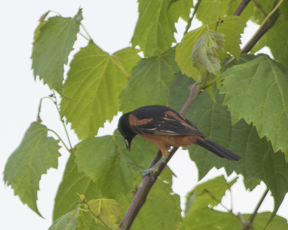 Orchard Oriole - ML583913101