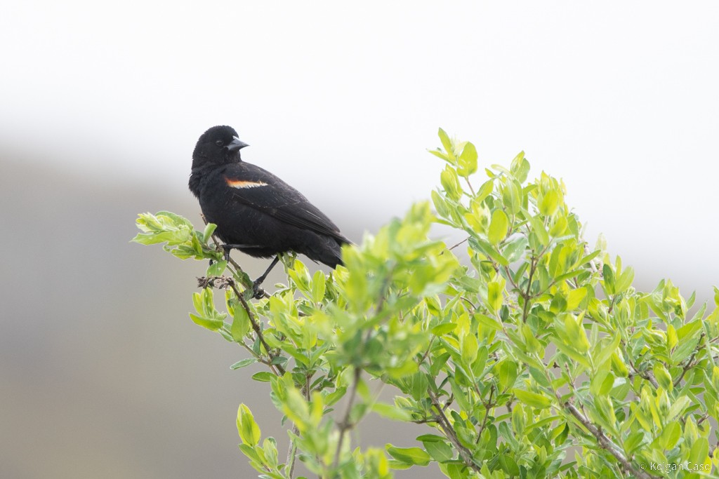 Red-winged Blackbird (Red-winged) - ML583914731