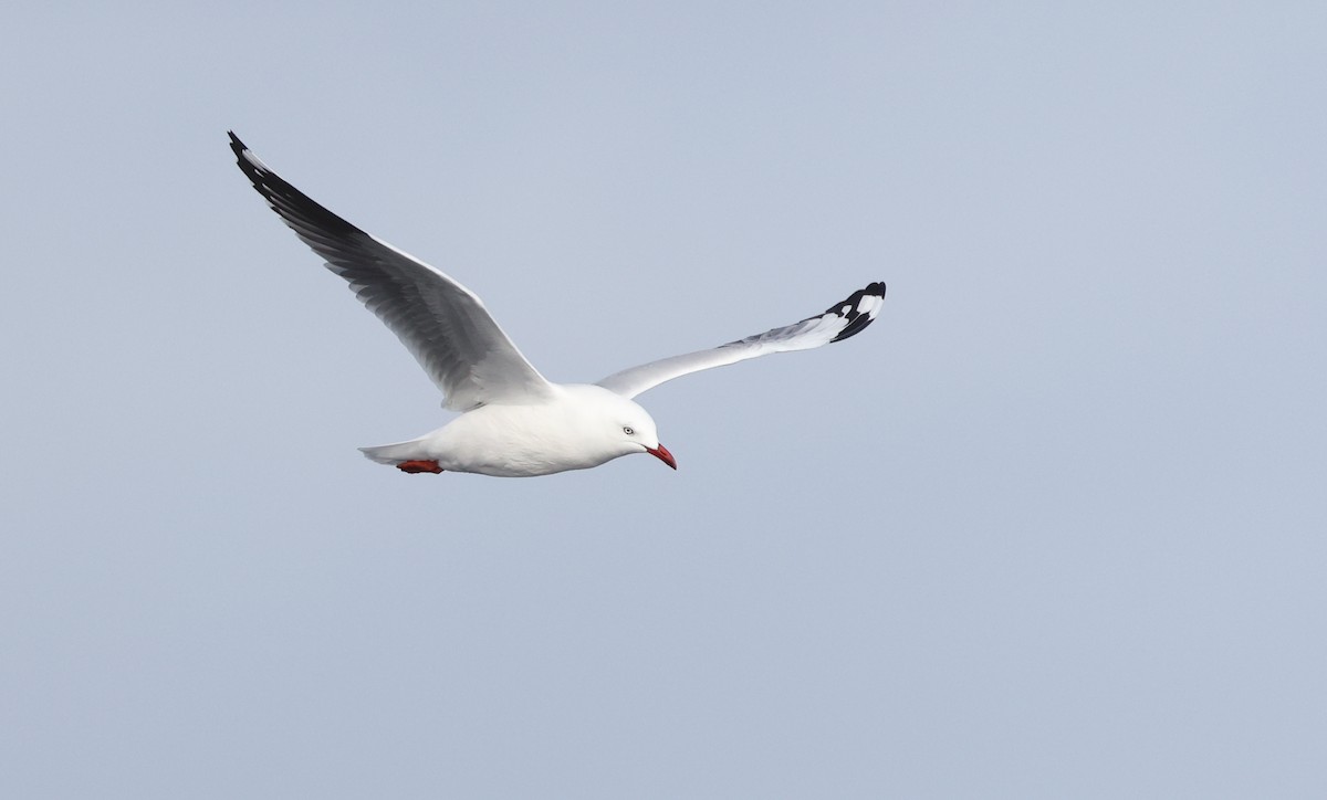 Gaviota Plateada - ML583914781