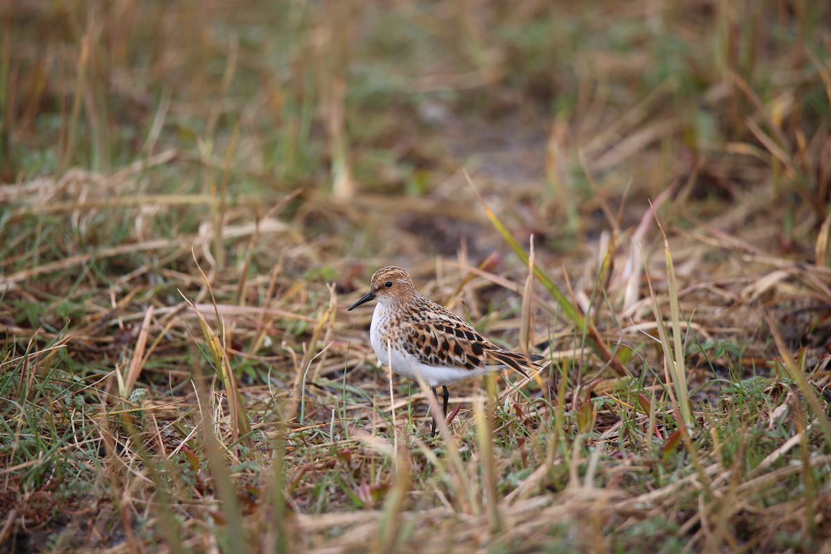 Little Stint - ML583917371