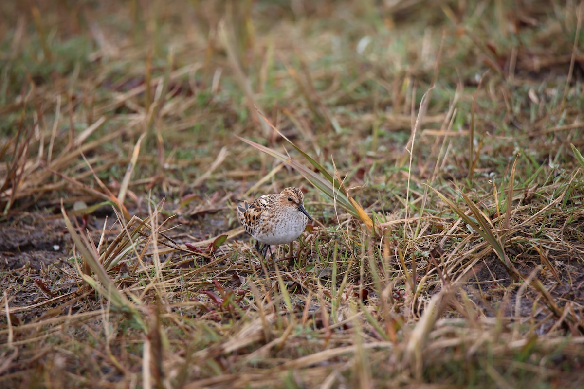 Little Stint - ML583917391