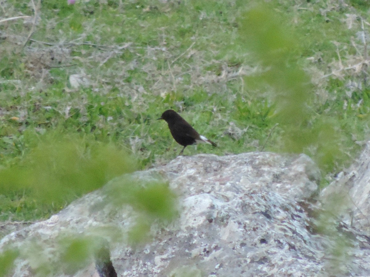 Black Wheatear - ML583917601