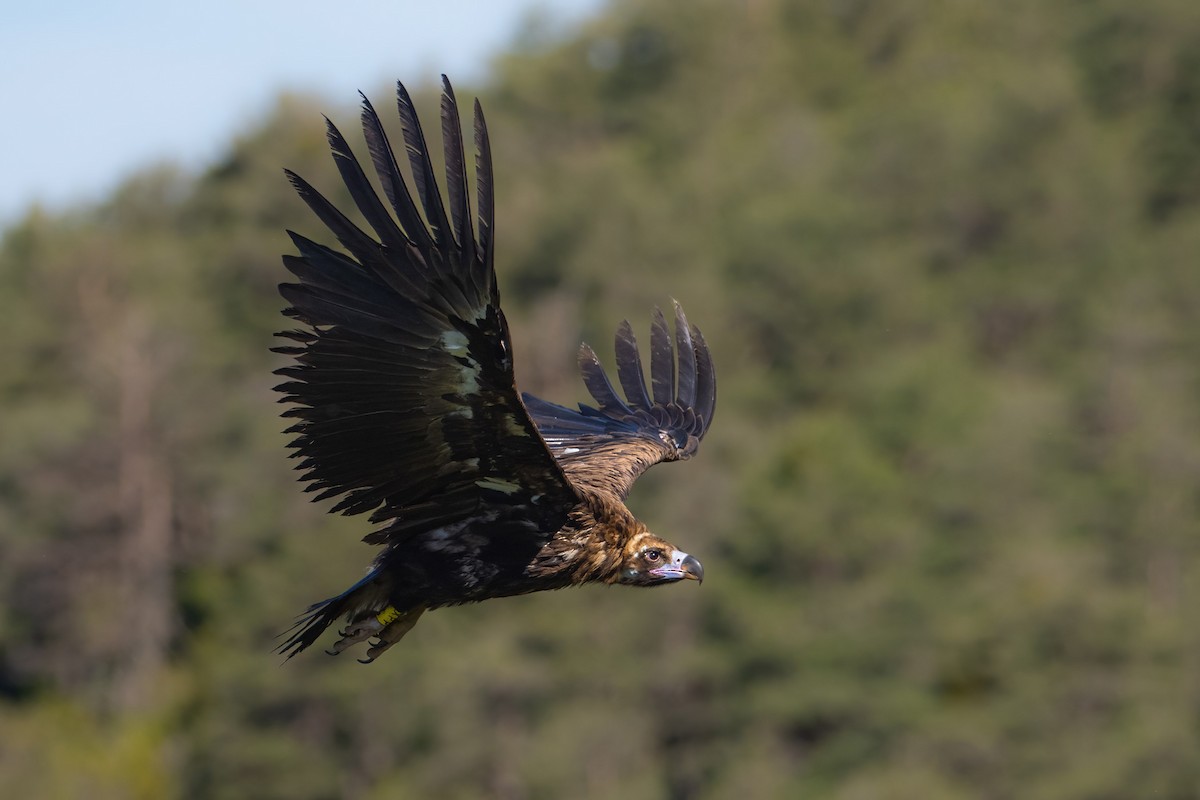 Cinereous Vulture - ML583917801