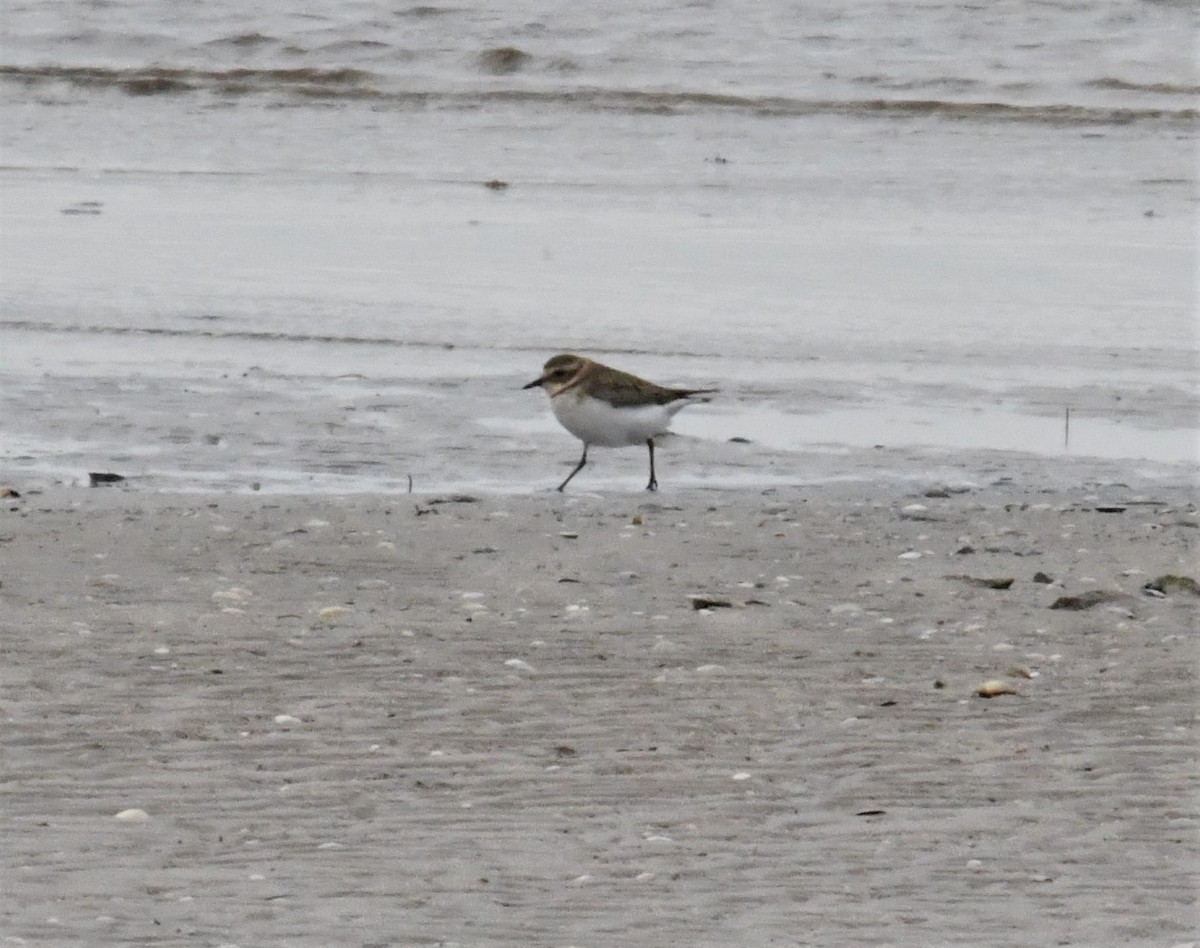 Double-banded Plover - ML583919071