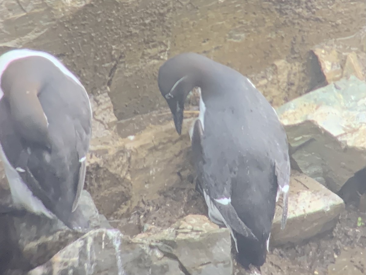 Thick-billed x Common Murre (hybrid) - ML583920441