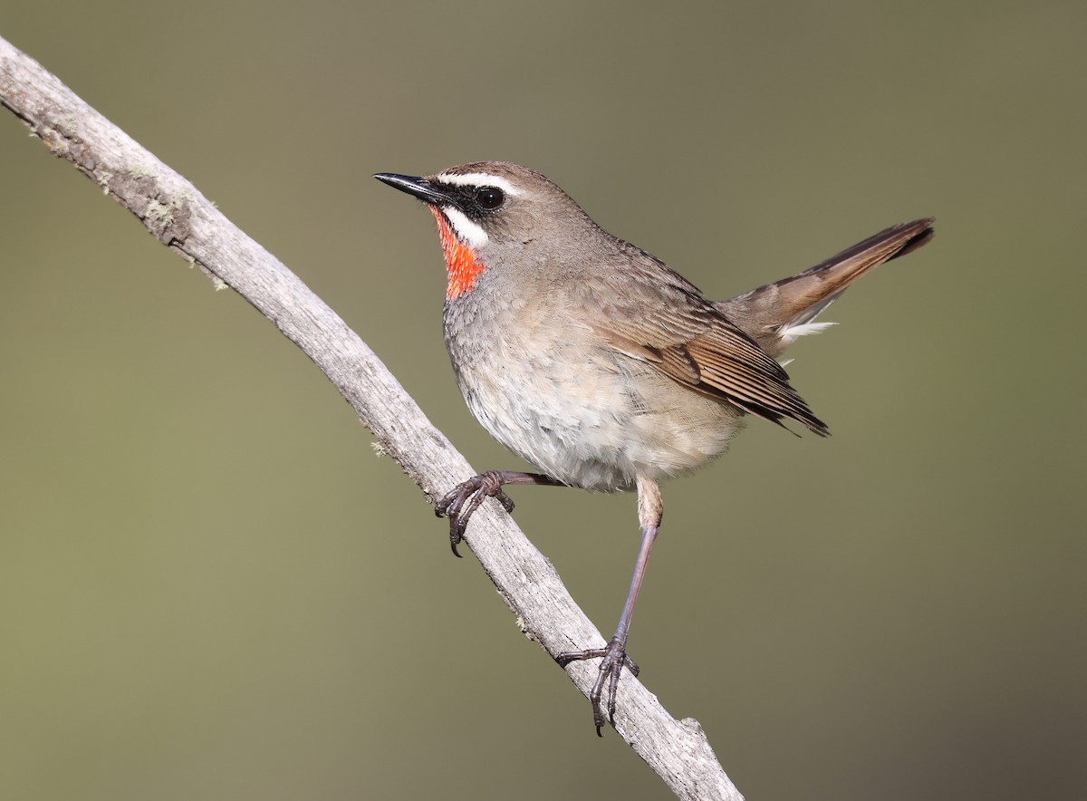 Siberian Rubythroat - Purevsuren Tsolmonjav