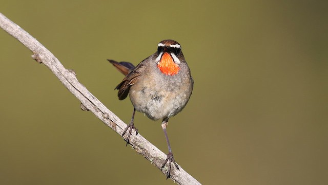 Siberian Rubythroat - ML583921171