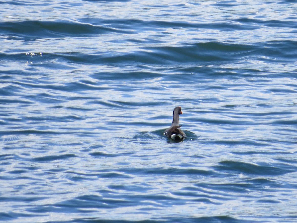 Common Gallinule - ML583922361