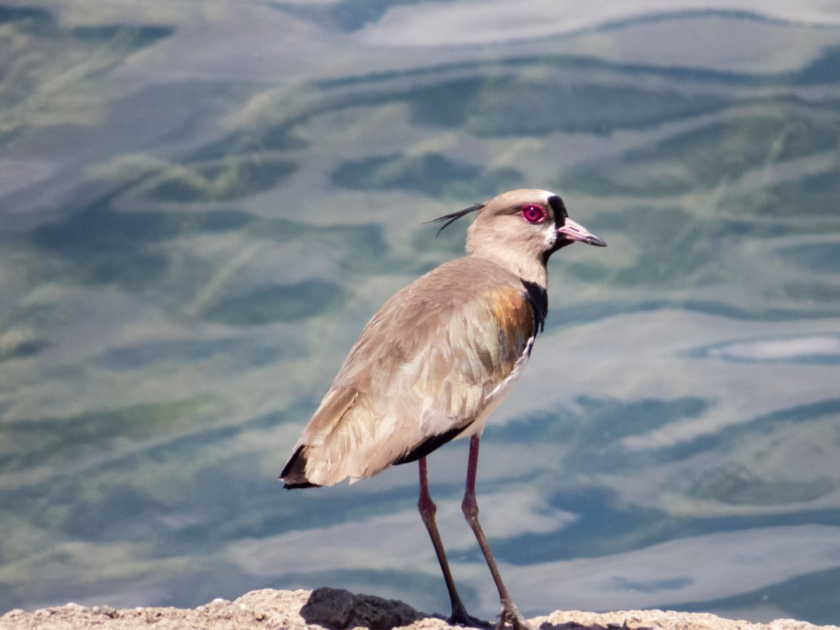 Southern Lapwing - Anderson León Natera