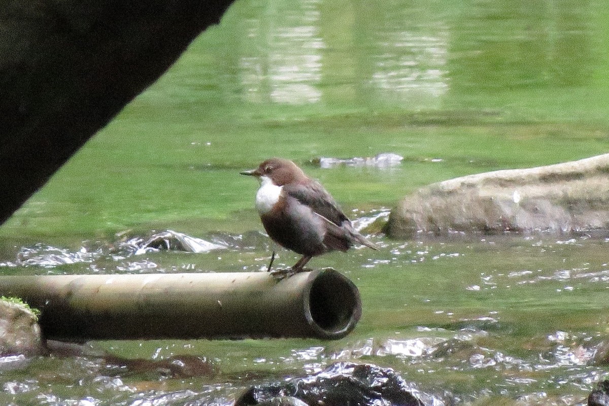 White-throated Dipper - ML583922831