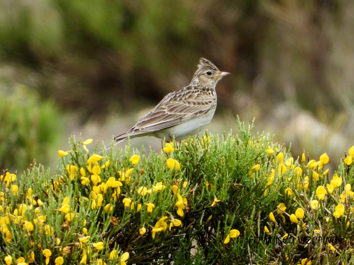 Eurasian Skylark - Francisco Vizcaíno