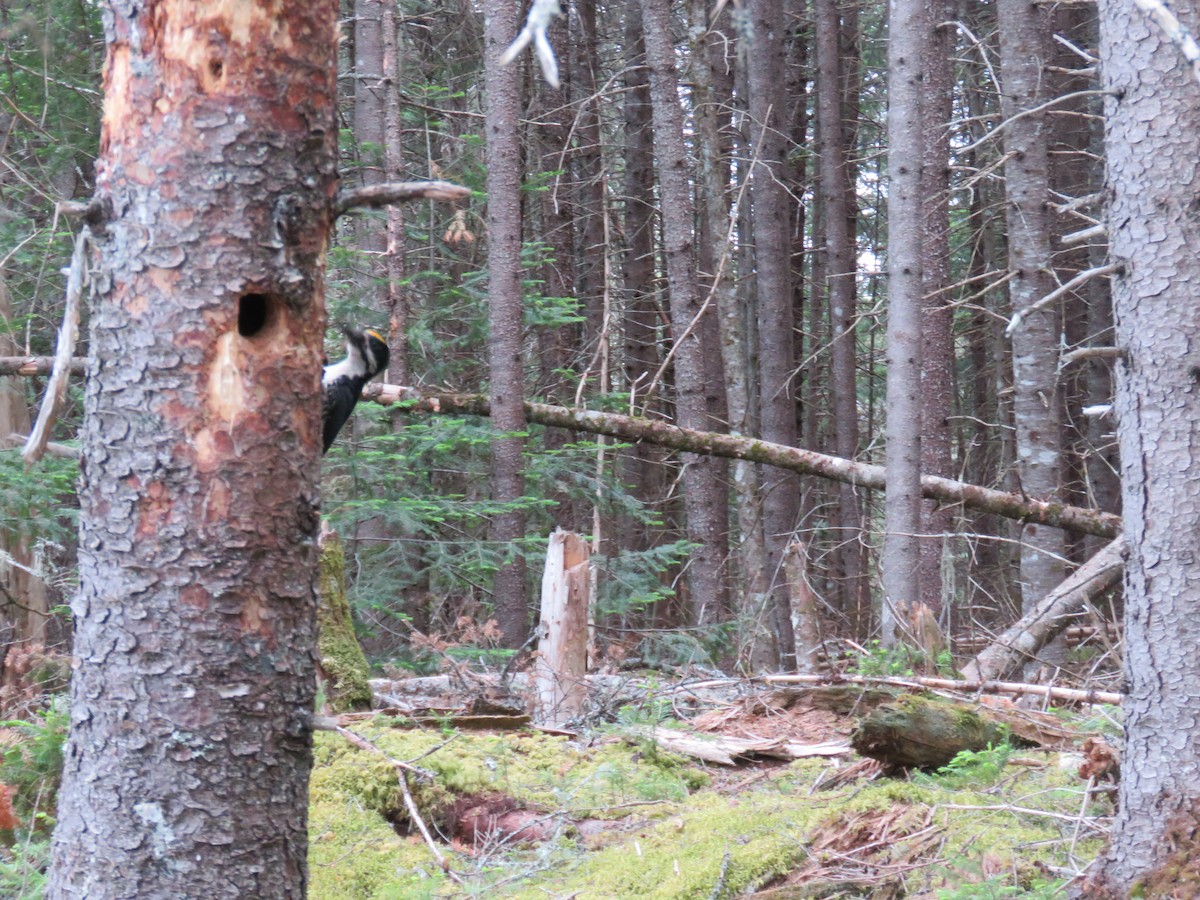 Black-backed Woodpecker - ML583923471