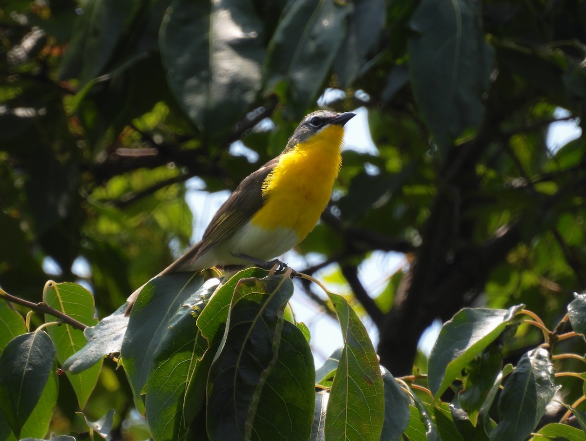 Yellow-breasted Chat - ML583923621