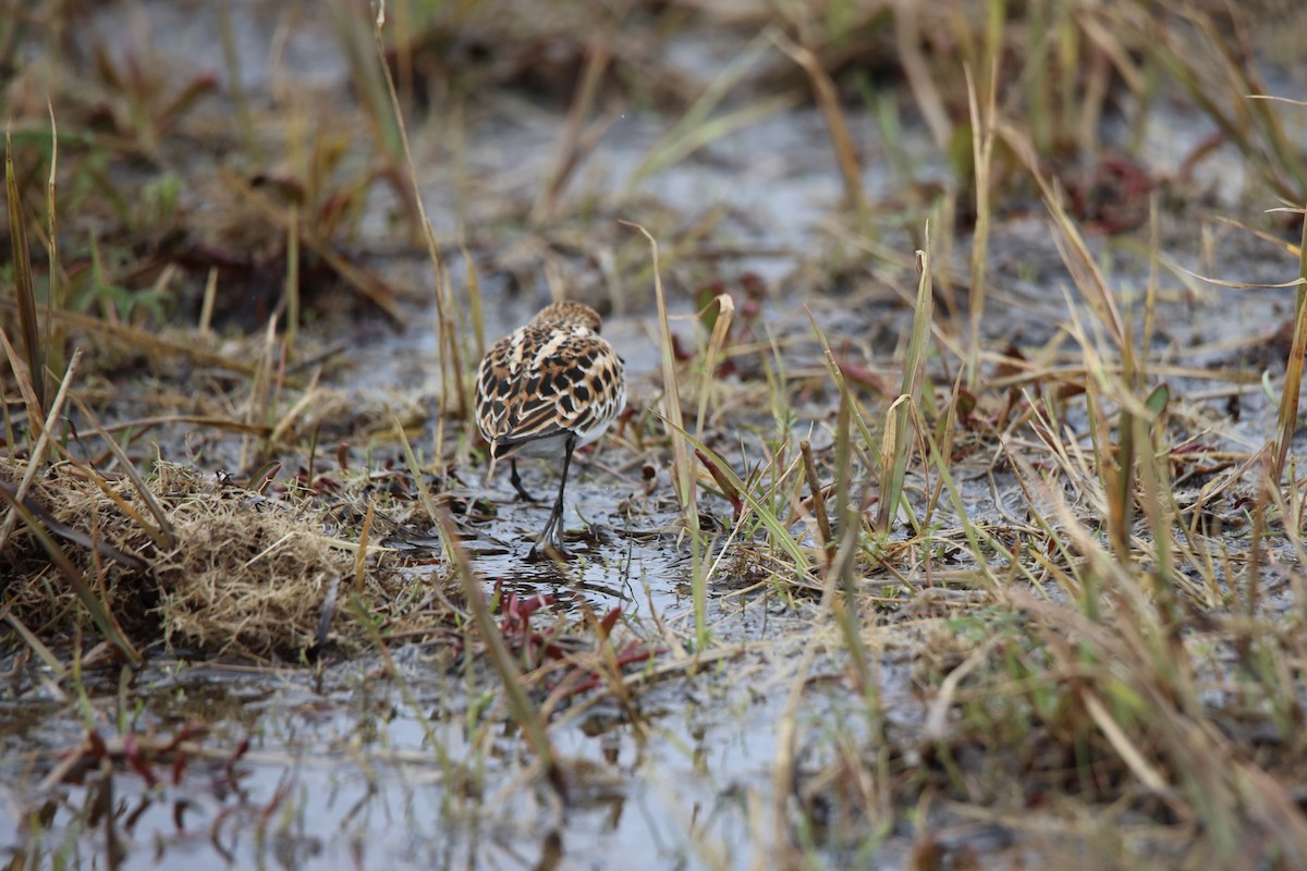 Little Stint - ML583923661