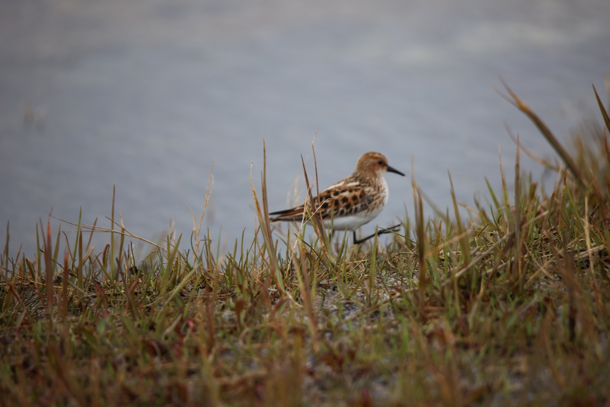 Little Stint - ML583923671