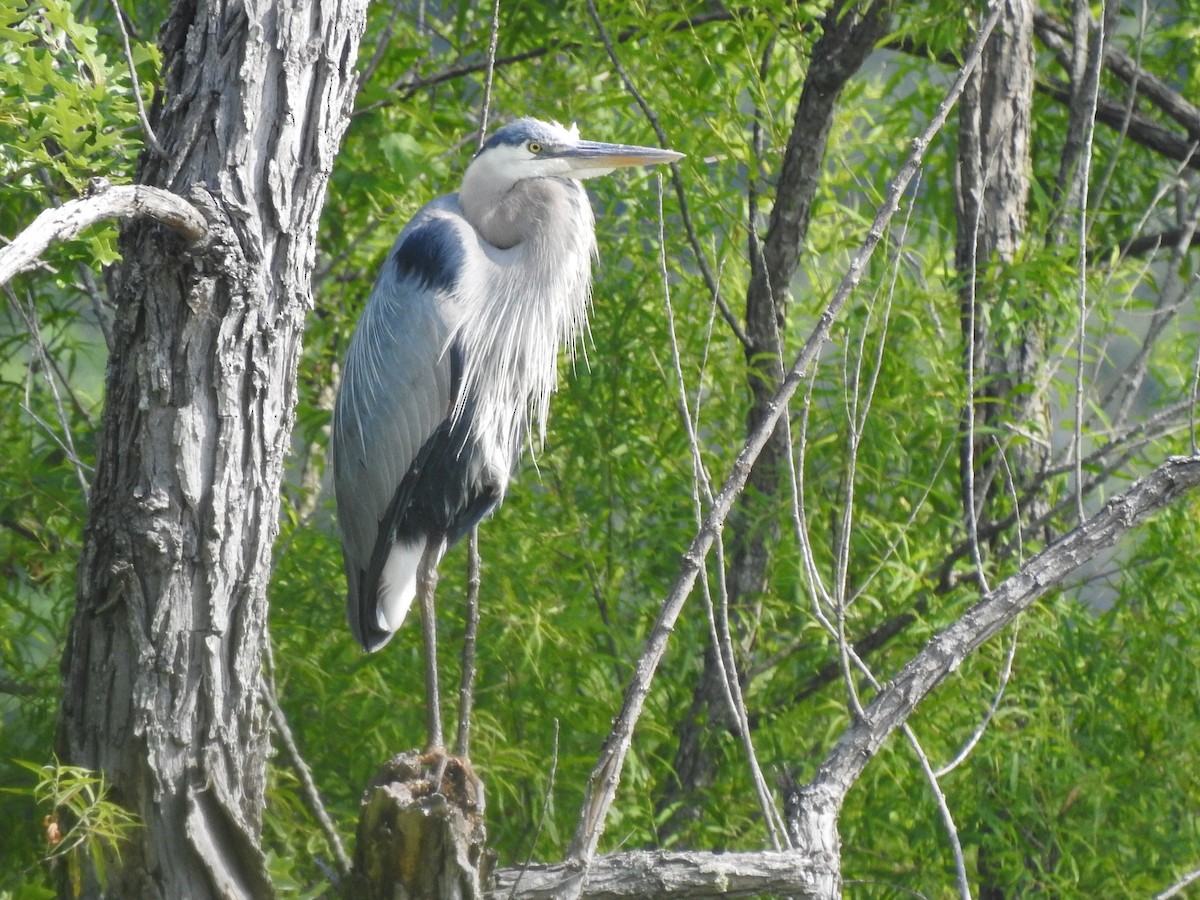 Great Blue Heron - Nan Dewire