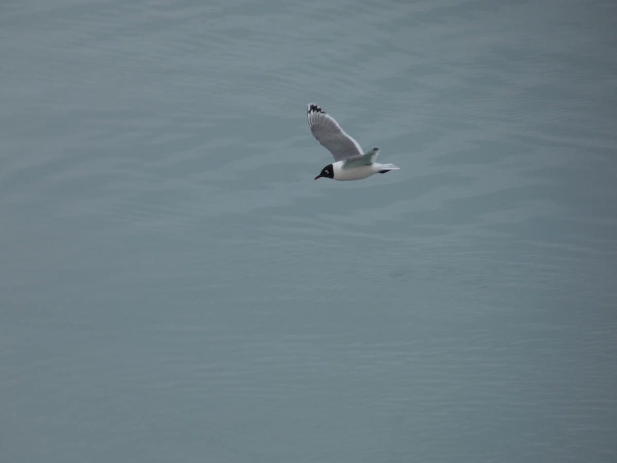 Franklin's Gull - ML583924631