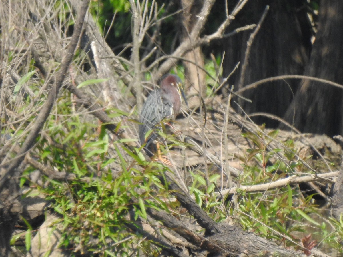 Green Heron - ML583924781