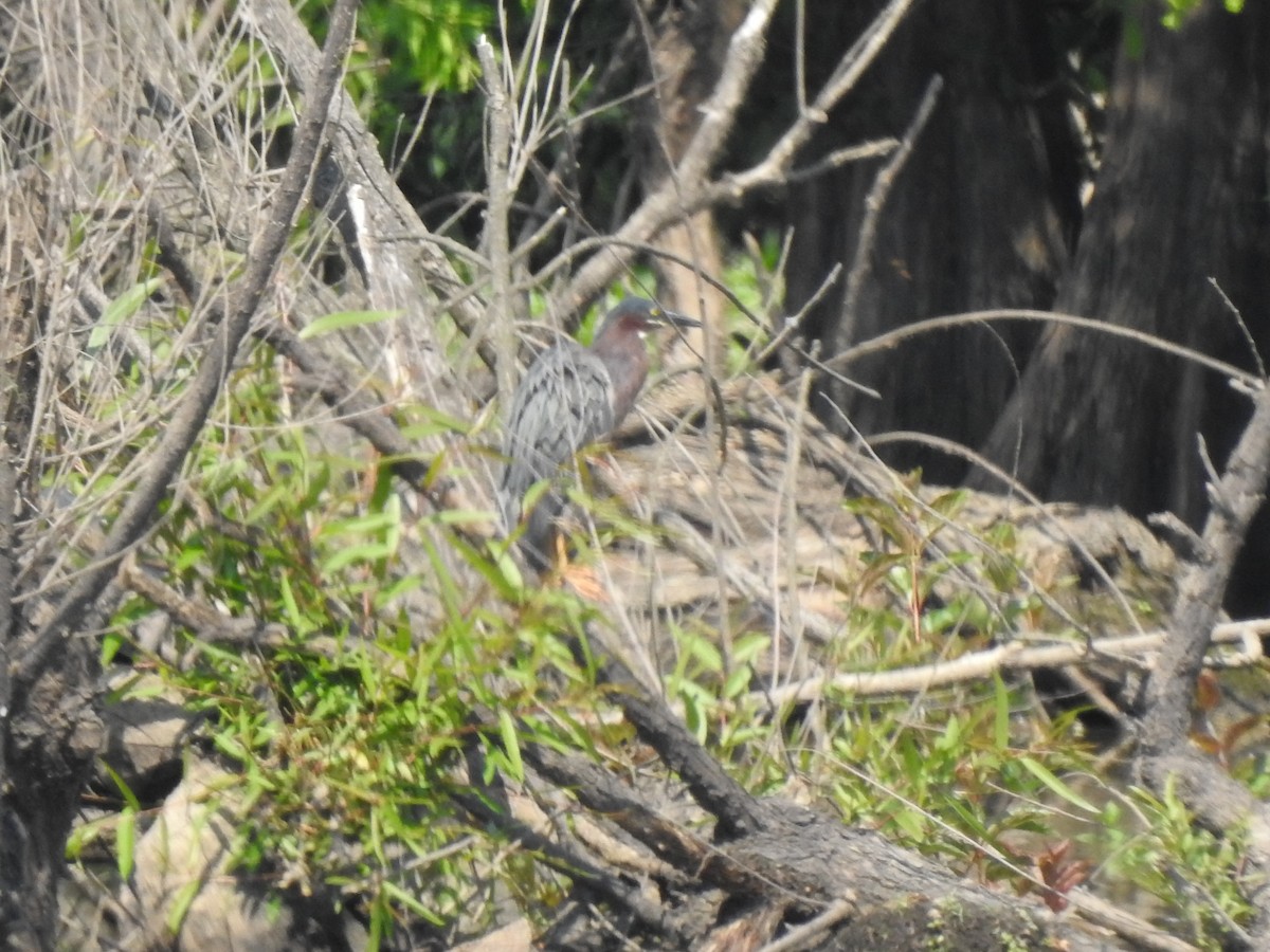 Green Heron - ML583924791