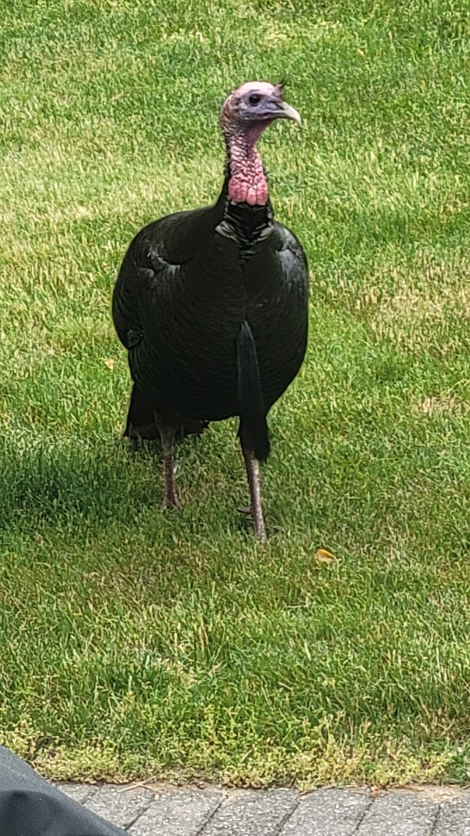 Wild Turkey - ML583925451