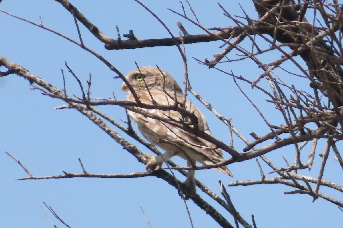 Little Owl - יוסף אלחדד