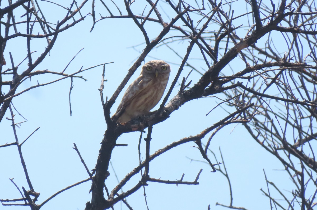 Little Owl - יוסף אלחדד