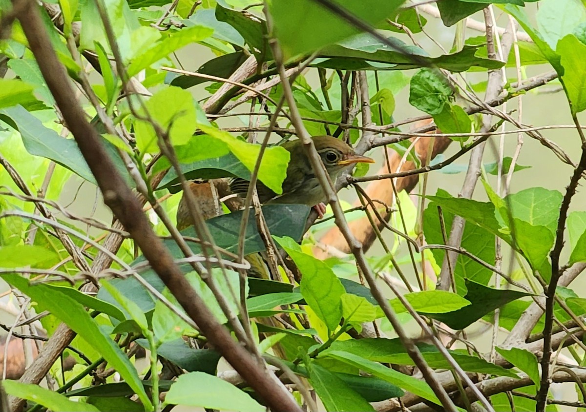 Common Tailorbird - ML583925861