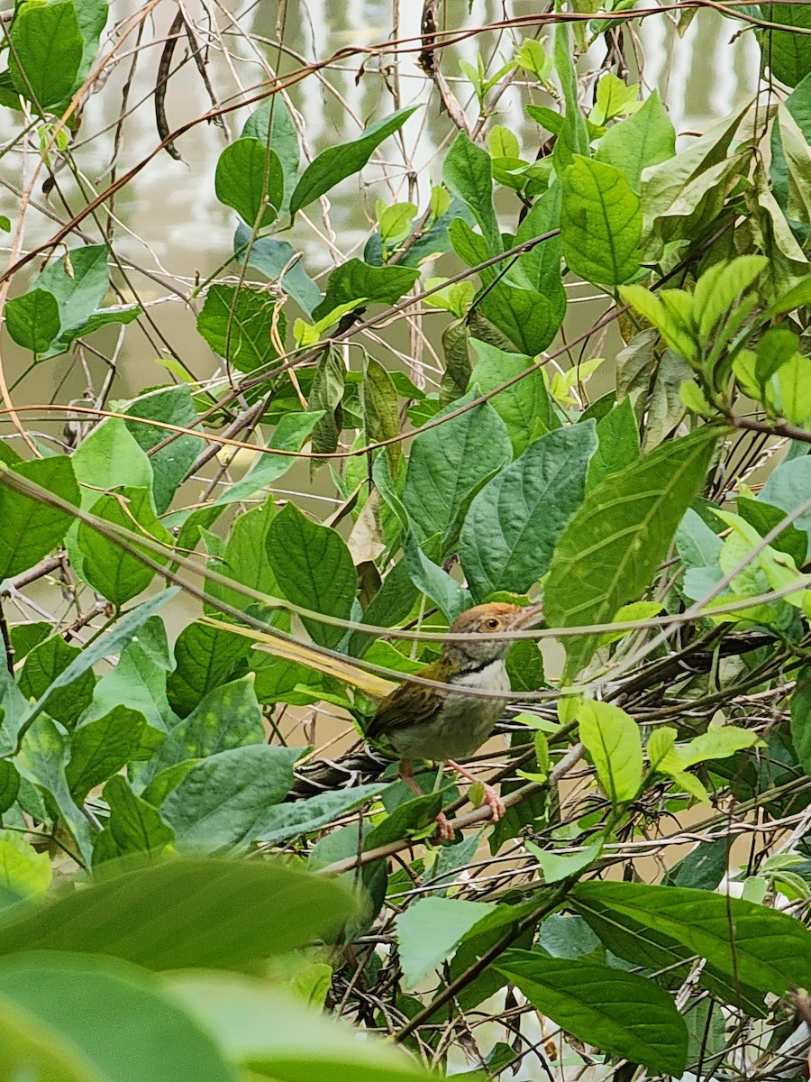 Common Tailorbird - ML583925871