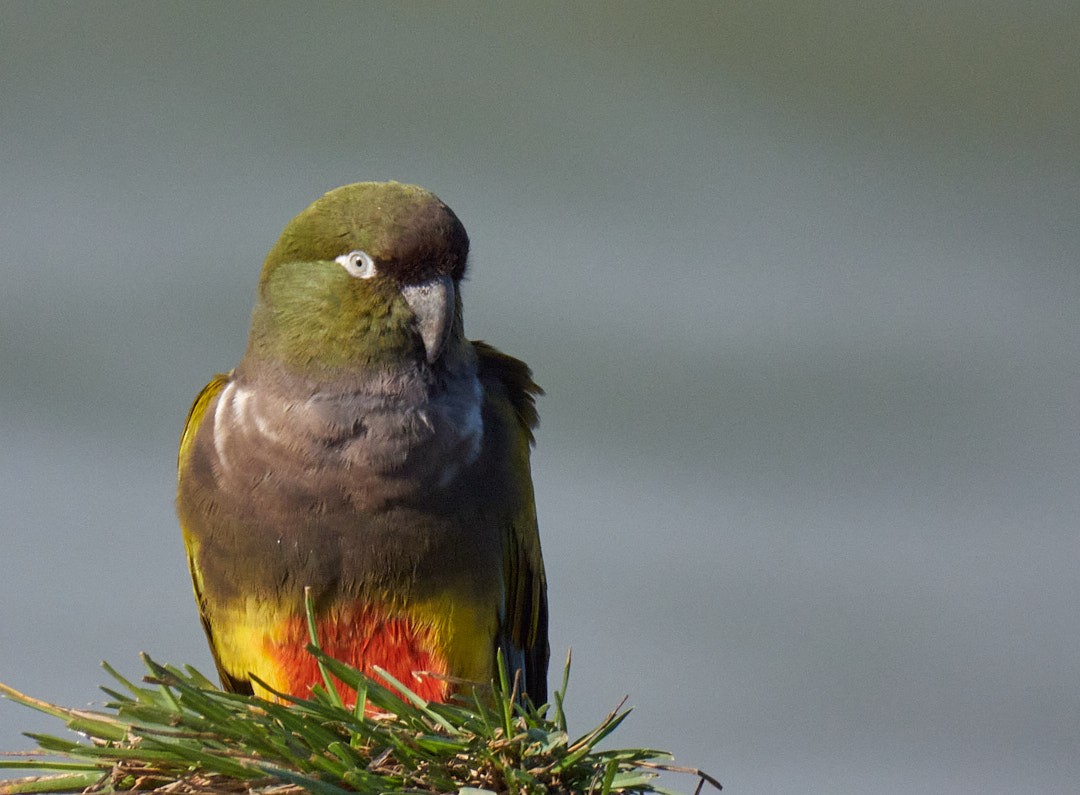 Burrowing Parakeet - Juan Piñanelli