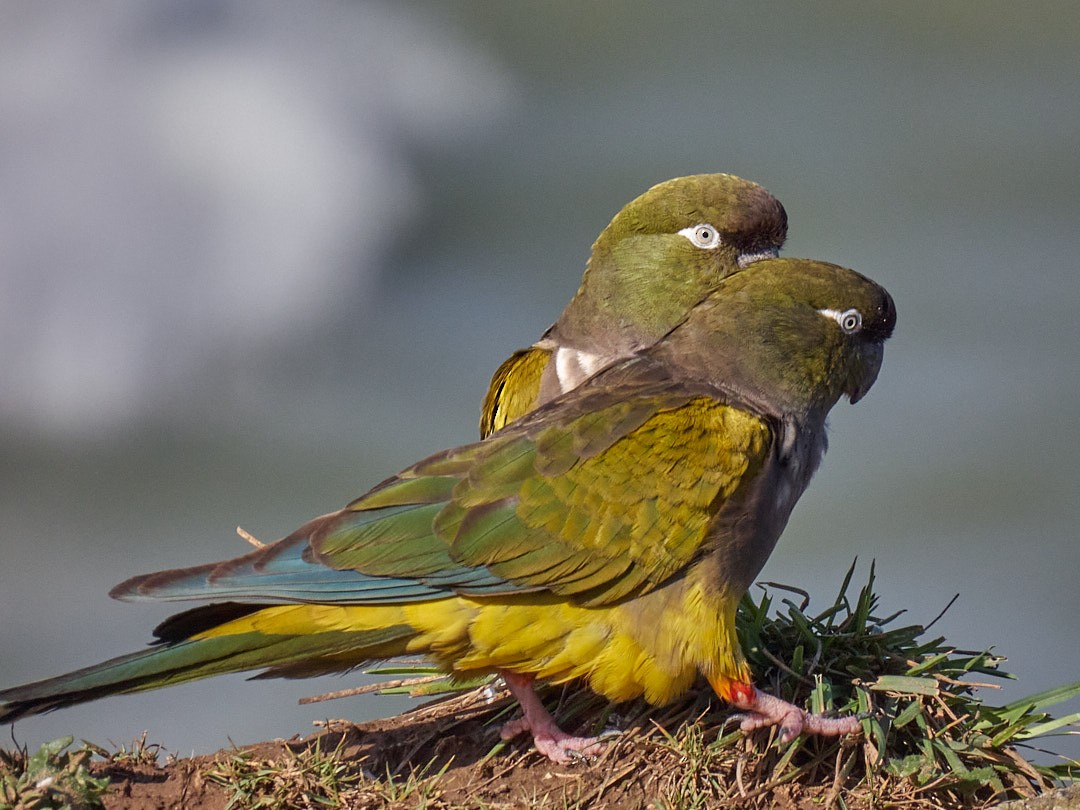 Conure de Patagonie - ML583925921