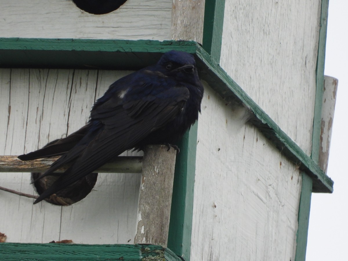 Purple Martin - ML583926781