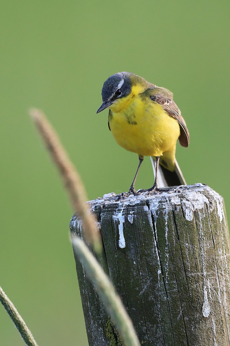 Western Yellow Wagtail (flava) - ML583926841