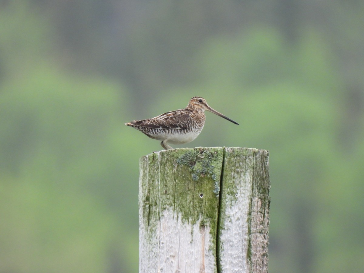 Wilson's Snipe - ML583927511