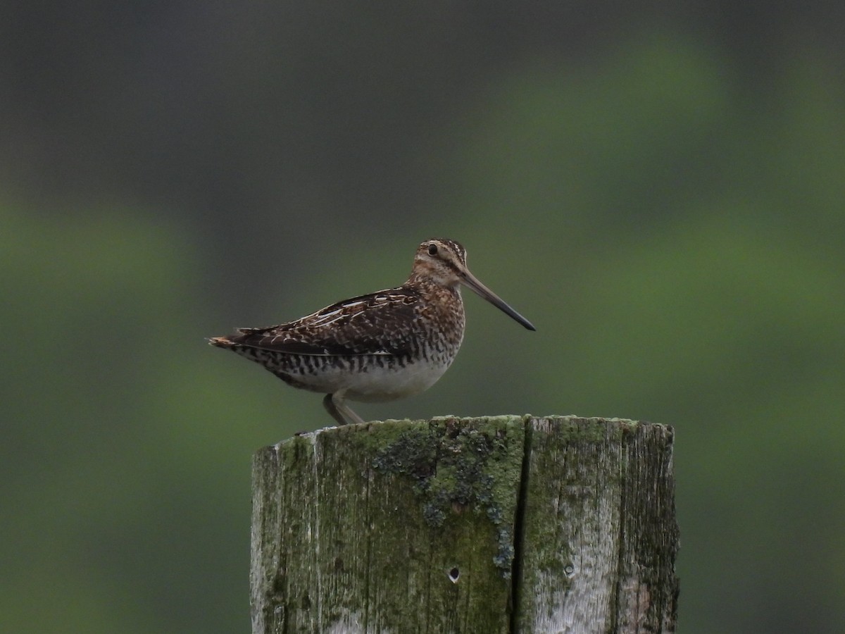 Wilson's Snipe - ML583927521