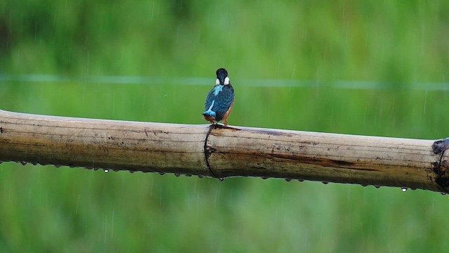 Common Kingfisher - ML583928401